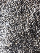 Owies czarny przewiany od rolnika.