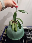 Hoya pubicalyx splash ukorzeniona 