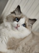 Ragdoll kocięta do rezerwacji 