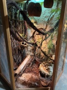 Terrarium dla kameleona