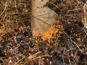 50szt. skoczogonki yuukianura aphoruroides - ekipa sprzątająca do terrarium