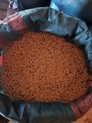 Sorzedam Łubin wąskolistny gorzki 