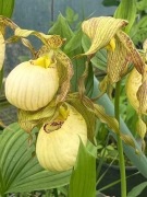 Obuwik Cypripedium żółty 