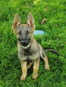 suczka owczarek niemiecki krótkowłosy