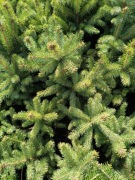 swierk srebny 4 latek  2.9 szt 