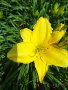 Liliowiec  cytrynowy