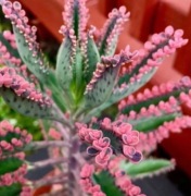 Żyworódka Pink pięknie wybarwiona