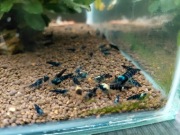 Krewetki dragon blood 10szt