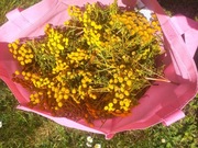 WROTYCZ KWIAT 1KG WROTYCZU SUSZONY 100% NATURALNY ZBIÓR PASOŻYT KLESZCZE