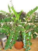 ROŚLINA OZDOBNA zamiokulkas zamiolistny