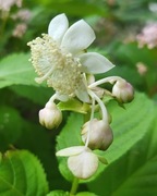 Dejnante białe (Pięknokwiat dwudzielny) / Deinanthe bifida