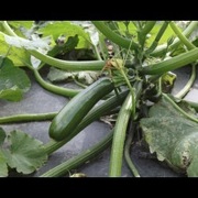 Cukinia Calabonita F1 Nasiona 10 szt