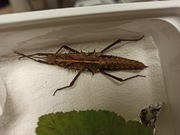 Straszyk Tisamenus sp - podrostki