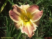 Hemerocallis / Liliowiec: Stefan Czarniecki