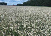 Żyto ozime na poplon  20kg WSPIERAMY POLSKIE ROLNICTWO