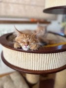 Maine Coon koty rasowe