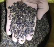 Sprzedam grykę uprawianą bez sztucznych nawozów i oprysków.