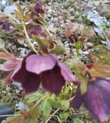 ciemiernik helleborus anemone black 10 nasion