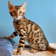 Kocięta bengalskie z rodowodem FPL