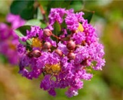 Lagestroemia  dynamite drzewka 