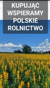 Ostatnie kilogramy Łubin żółty szerokolistny mister na poplon 10kg