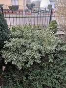 Trzmielina fortune'a