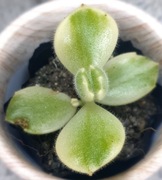 Cotyledon Ladysmithensis Variegata, niedźwiedzia łapa, GRATIS 280