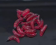 Larwy 5 sztuk , 2cm , kolor czerwony 