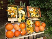 Dynia ozdobna i jadalna