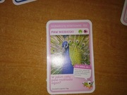 Najbardziej Efektowne Paw Niebieski nr 102 Super Zwierzaki Biedronka