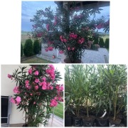 Sadzonki oleander ROZARIO  o PACHNĄCYCH KWIATACH