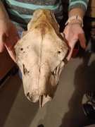 Czaszka łosia samica naturalna dekoracja