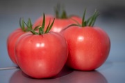 Pomidor Manusa F1 - Nasiona Holenderskie