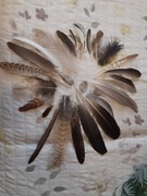 Pióra lotki sterówki okrywowe różne