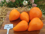 FOX NOSE nasiona Pomidor Kolekcjonerski