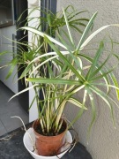 Cyperus papirus involucratus Variegata