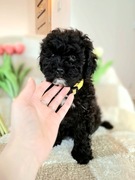 Shihpoo suczka hybryda doodle . Jak Cavapoo Maltipoo Cocapoo