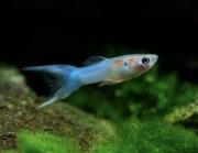 Gupiki / Endler Japan Blue / Rybki do akwarium