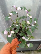 blushing bride trzykrotka S