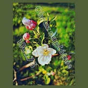 Duży obraz 100x75 do salonu sypialni na prezent 