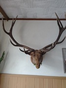 Poroze jelenia różne