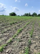 Tarczyca bajkalska  nasiona 150 sztuk 2024  zbiór 