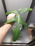 Philodendron Florida Beauty