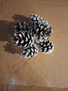 Szyszki naturalne ozdobą na choinke dekoracje wianki 20 szt.