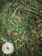 5kg/Sianko dla niejadków/ziołowe dla królika/świnki morskiej-Kraina Siana 