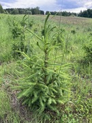 Świerk pospolity i srebrzysty z bryłą korzeniową