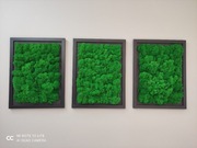 Obraz Mech Chrobotek 3szt., 30/40cm