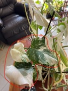 Monstera Variegata Deliciosa - 3 liście SZCZYT 