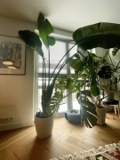 Kwiat strelizia rajski ptak