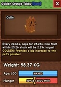 Pet huge golden Orange tabby z medium toy 5sekund bez 22sekundy 58kg!